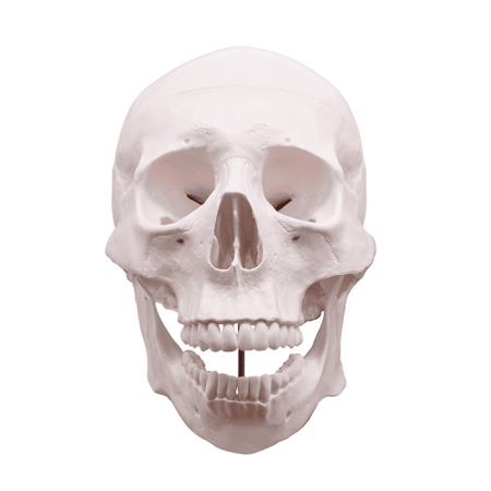 Модель «Череп человека» смонтированный